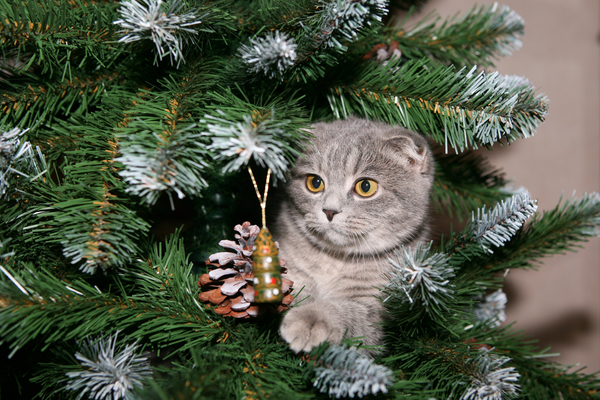 Приколы на Новый год: Видео, которые легко поднимут настроение