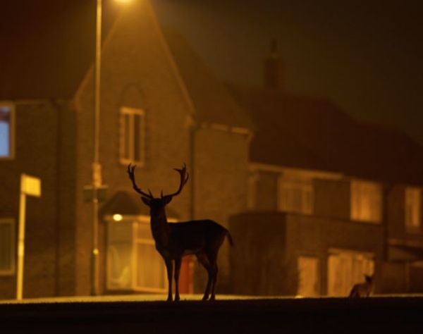 HS cистема Canon – качественные изображения, независимо от освещения