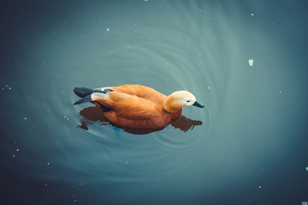 Марина Головнева