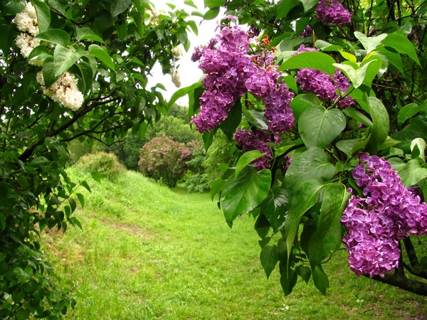 Выходные в Киеве 2015: Что делать на майские праздники
