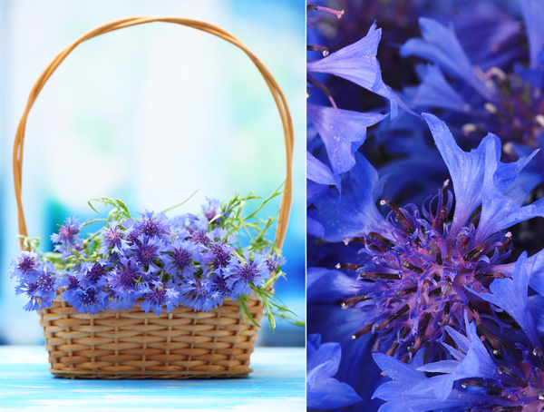 Троица 2015: Выходные