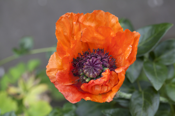 Поздравления с Троицей: короткие