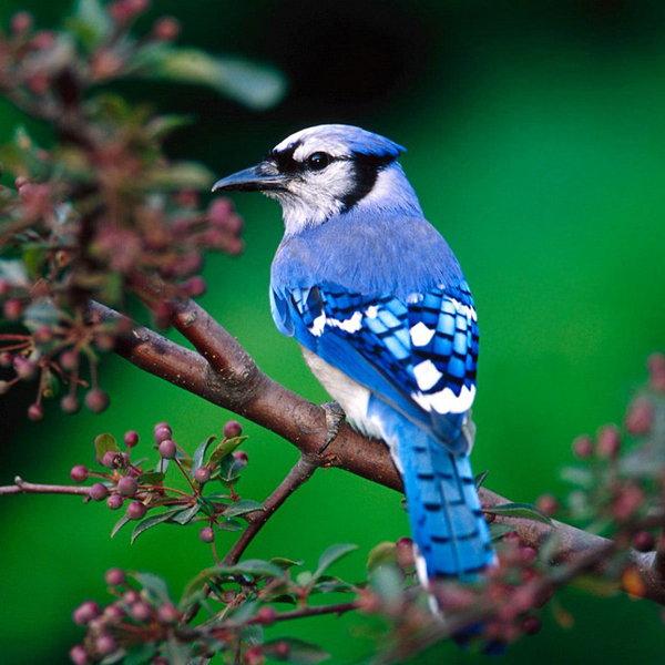Необычная роскошь: Дизайнеры создали часы с циферблатом из перьев сойки