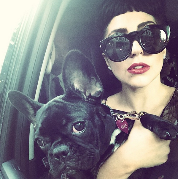 Собака Lady Gaga стала лицом известного бренда