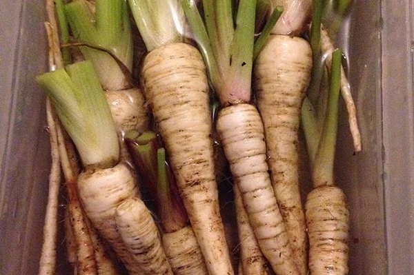 instagram.com/lespetitsgris