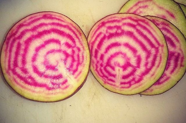 instagram.com/robinsaurus