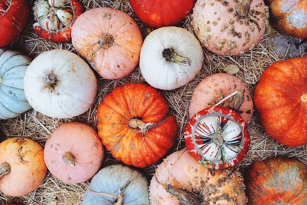 Осенний урожай: маски для лица из тыквы в домашних условиях