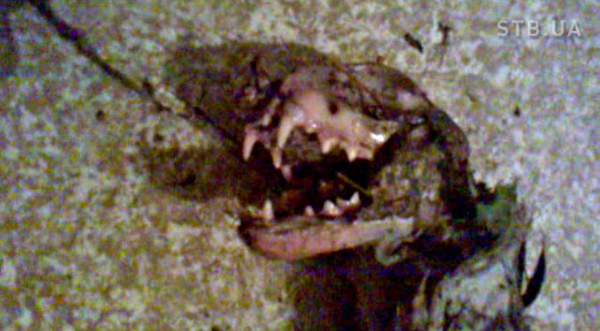 Битва экстрасенсов 15 сезон: Участники описали житомирского серийного убийцу