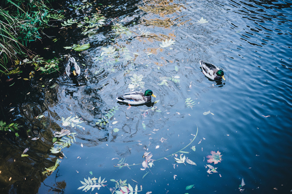 Путешествия по Украине: самый красивый парк страны