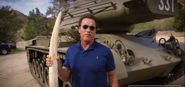 Арнольд Шварценеггер взорвал бивень слона