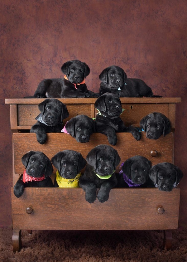 Всемирный день домашних животных: ТОП-10 милых фото