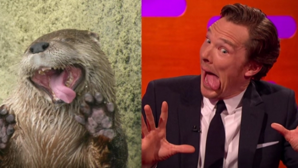 Бенедикт Камбербэтч изобразил выдру в прямом эфире
