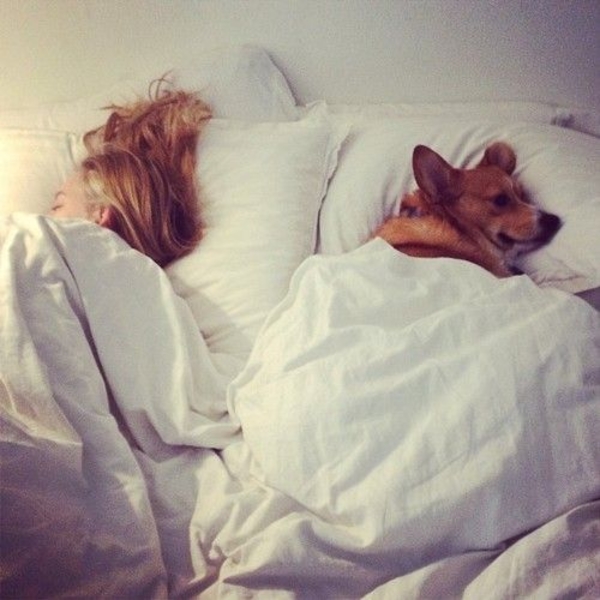 Лучший друг: 5 причин полюбить корги