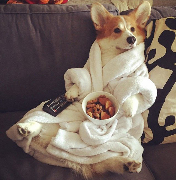 Лучший друг: 5 причин полюбить корги