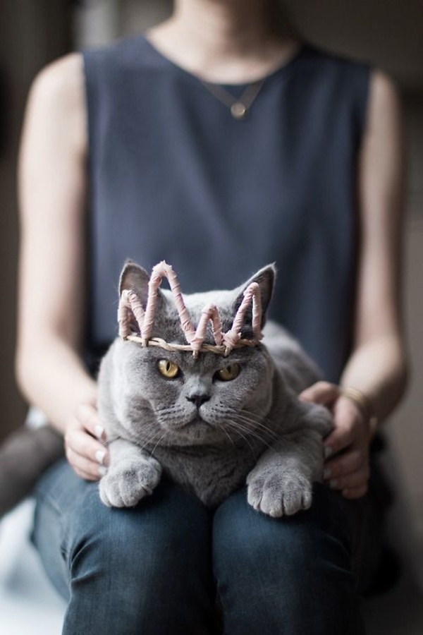 ТОП-10 фактов, которые поймут только владельцы котов