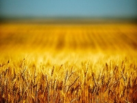 Экстрасенс Алена Курилова рассказала, что ждет Украину в 2016 году