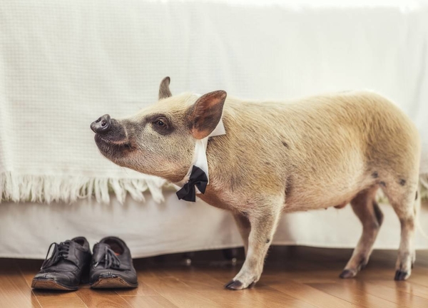 ТОП-5 крутых звериных аккаунтов в Instagram