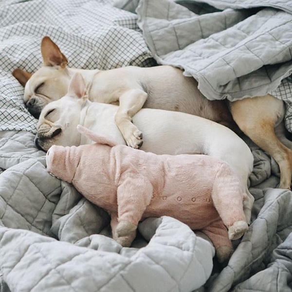 ТОП-5 крутых звериных аккаунтов в Instagram