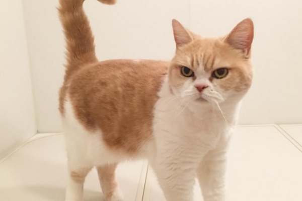 instagram.com/marugaodesuyo