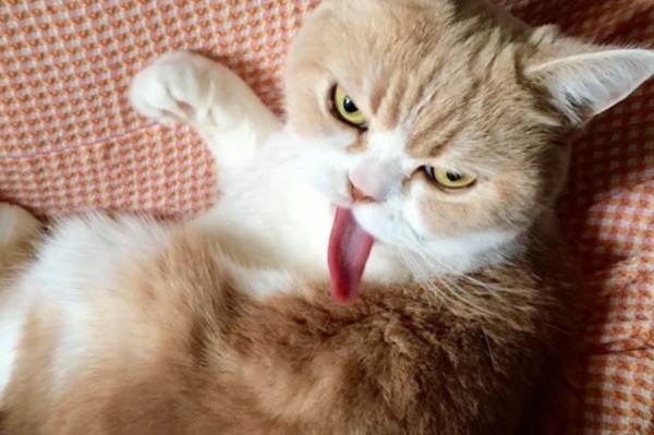 instagram.com/marugaodesuyo