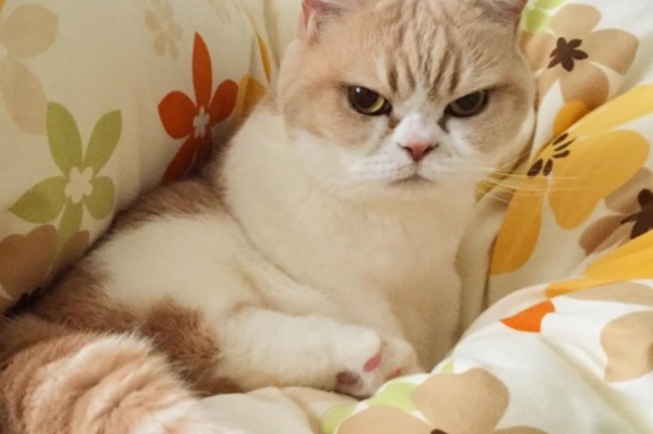 instagram.com/marugaodesuyo