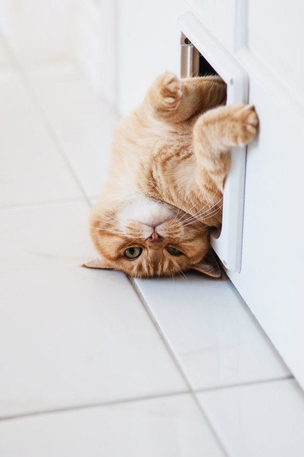 Почему смотреть видео про котов полезно для здоровья: мнение ученых