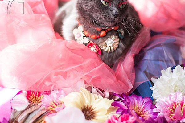 instagram.com/pussinglam