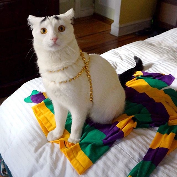 Всемирный день котов: три необычных аккаунта в Instagram