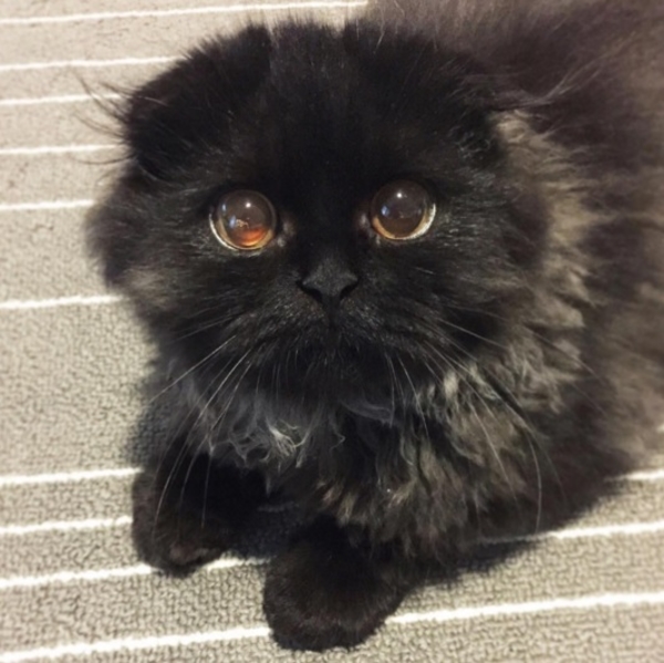 Утони в моих глазах: кот с невероятным взглядом покорил интернет