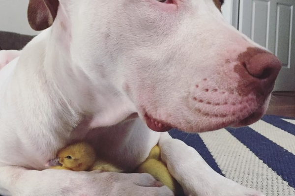 facebook.com/LifeOfPikelet