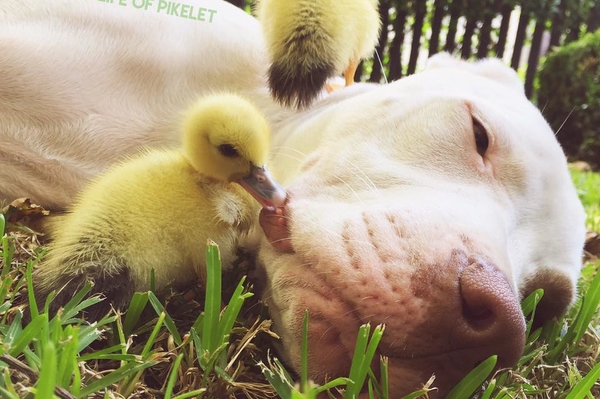 facebook.com/LifeOfPikelet