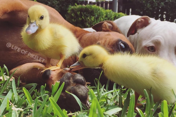 facebook.com/LifeOfPikelet