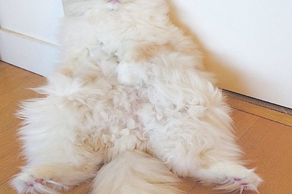 instagram.com/sky_the_ragdoll