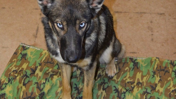 Собаку нашли на острове спустя 5 недель поле ее пропажи с судна