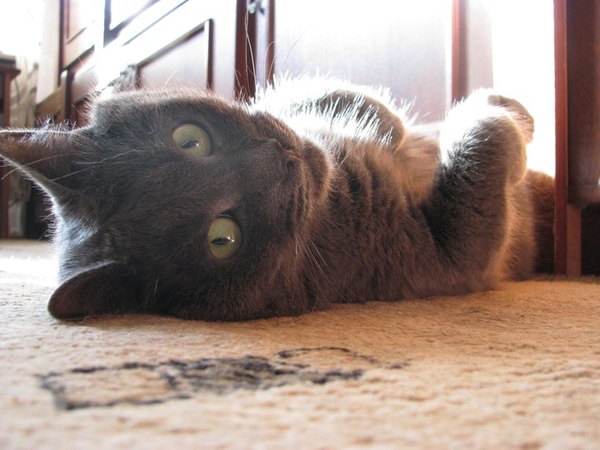 КотЭмания: в каких странах живет больше всего котов