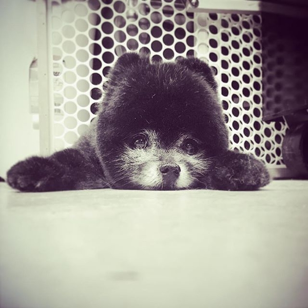 На кого подписаться  в Instagram: собачий стилист Джесс