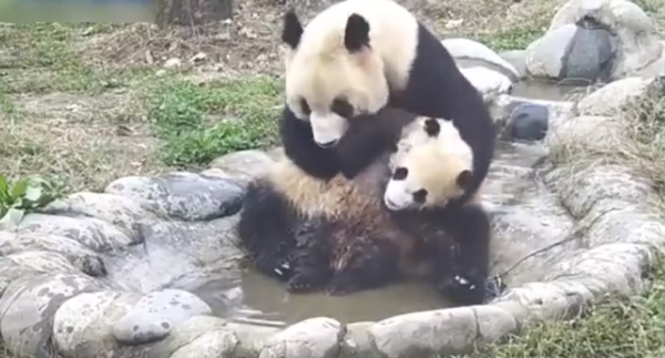 Водные процедуры: малыш-панда пытается избежать купания