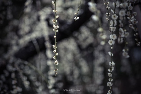 Весна в Японии: невероятные фото цветущей сакуры