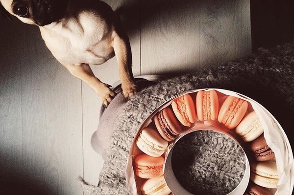 instagram.com/imdarias