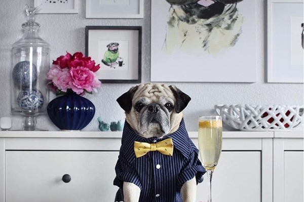 instagram.com/roccothepug