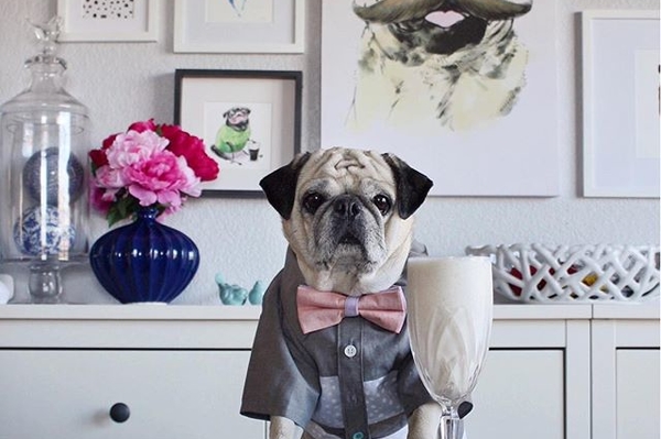 instagram.com/roccothepug