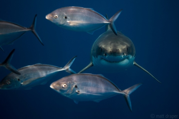 mattdraperphotography.com