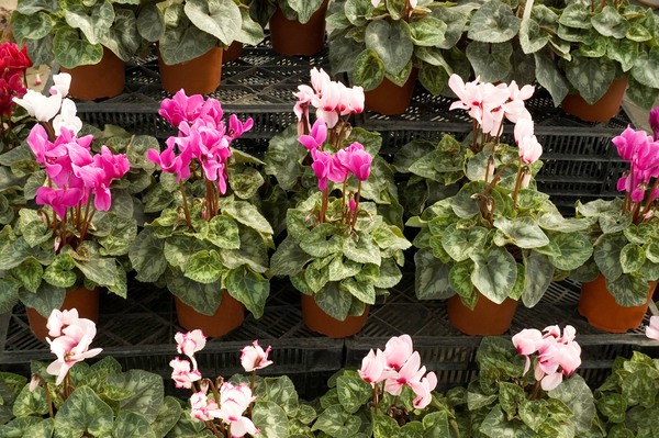 Какие комнатные растения могут вызвать аллергию