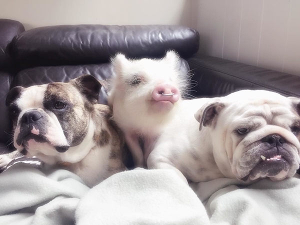 Необычные питомцы: свинка Олив думает, что она – собака