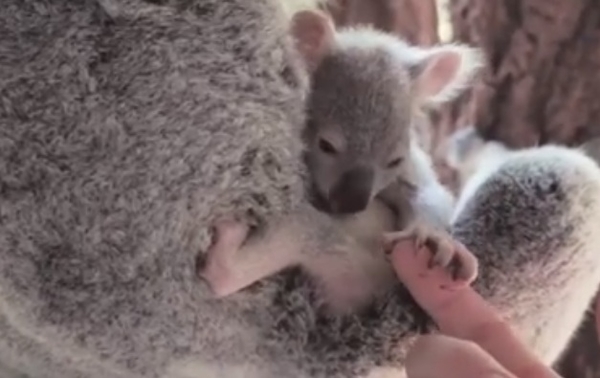 Малыш коалы покорил Интернет, впервые показавшись из маминой сумки