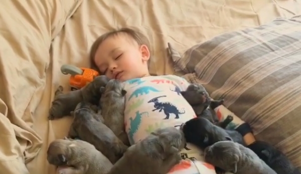 Доза умиления: как выглядит по-настоящему сладкий сон