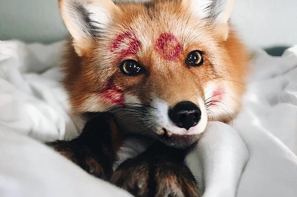 instagram.com/juniperfoxx