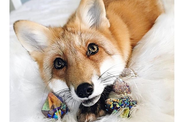 instagram.com/juniperfoxx