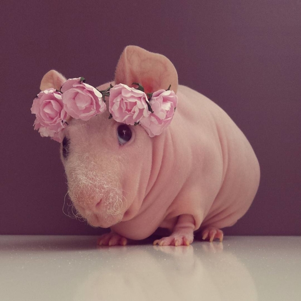 Необычные питомцы: лысая морская свинка Людвик покорила Сеть