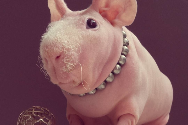 instagram.com/ludwik_guinea_pig